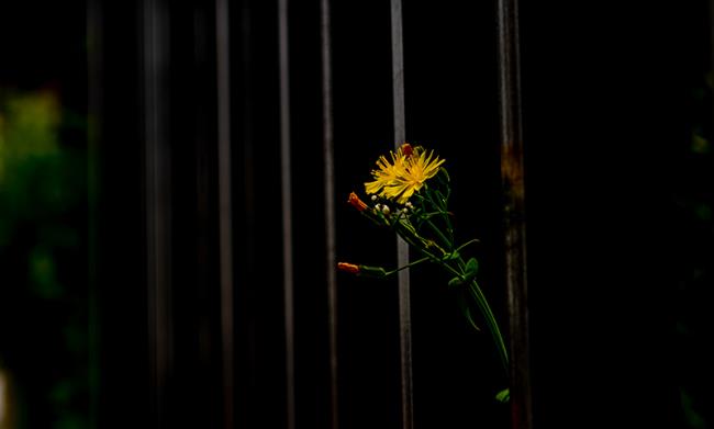 艺术品展览品拍卖APP需求文档